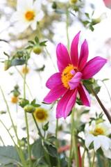 pink dahlia flower at the garden