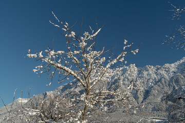 Snow covered branches in Vaduz in Liechtenstein