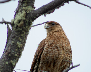 tailed hawk perched