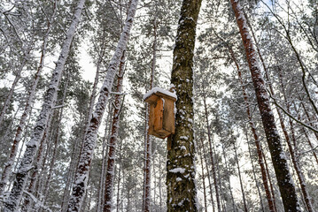 A handmade wooden bird feeder nailed to a tree in the forest.