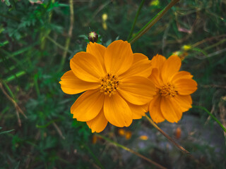 A closeup of beautiful orange sulfur cosmos flowers in a garden under the open sky.