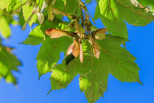 Seeds of sycamore (Acer pseudoplatanus)