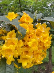 Flor hermosa amarilla