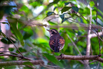 Dusky Thrush (Turdus eunomus) Outdoors