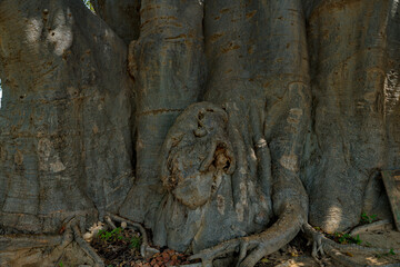Fototapeta na wymiar West Africa. Senegal. The sacred baobab Fadial is one of the oldest baobabs, which, according to various estimates, is about 850 years old. Inside the tree there is a large cavity in which bats live.