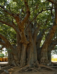 West Africa. Senegal. The sacred baobab Fadial is one of the oldest baobabs, which, according to various estimates, is about 850 years old. Inside the tree there is a large cavity in which bats live.