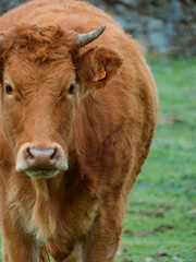 Close Up Portrait of a cow