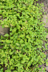 The ornamental shrub Euonymus fortunei grows in the garden