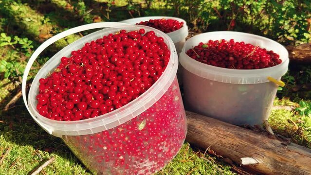 A large lingonberry, plucked from a bush with green leaves. Cranberry harvest, collected in buckets in the northern lands. Lots of berries on a pillow of moss. Picking berries in the northern forest. 