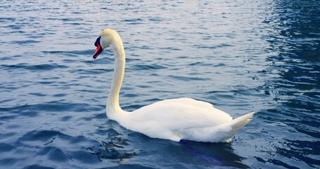 Lake's majestic beauty captured with swan swimming close-up cinematic view. Swan enhances lake's natural splendor Serene lake graceful swan picturesque moment of nature's epic allure.