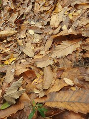 natureza e montanhas energia revigorante