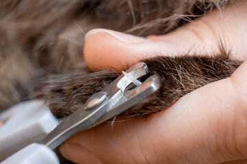 Cutting cat claws with scissors. Close-up. - obrazy, fototapety, plakaty