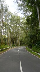 Beautiful scenic road to kodaikanal hills surrounded by lush green Trees