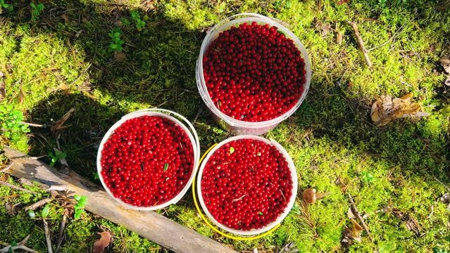 A large lingonberry, plucked from a bush with green leaves. Cranberry harvest, collected in buckets in the northern lands. Lots of berries on a pillow of moss. Picking berries in the northern forest.