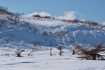 Fototapeta na wymiar Russia, the Far East, the Kuril Islands. Fancy larches and gnarled stone birches surrounded by bamboo on the background of snow-capped volcanoes.