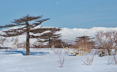 Russia, the Far East, the Kuril Islands. Fancy larches and gnarled stone birches surrounded by bamboo on the background of snow-capped volcanoes.