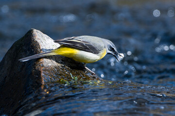 Gebirgsstelze im Fr&uuml;hjahr an der Spree in der Oberlausitz