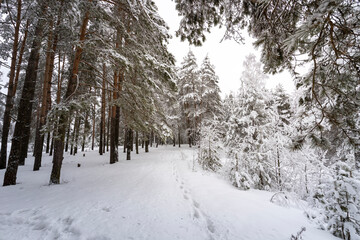 Pine trees in the snow in the foreground. trunks and branches of trees against a background of snow.