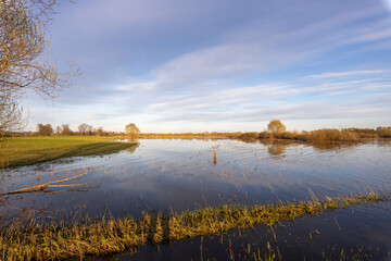 Field flooded with water, flood, Spring young grass in water, sunny landscape