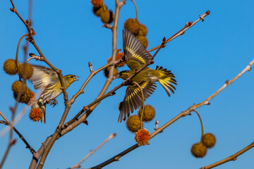 Two male siskins fighting over food. A male eurasian siskin with yellow, black, white and green colours. Male bird isolated on a branch of tree.  Carduelis spinus.