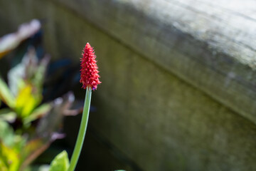 Primrose 'Vialii Red Hot Poker', a miniature Red Hot Poker