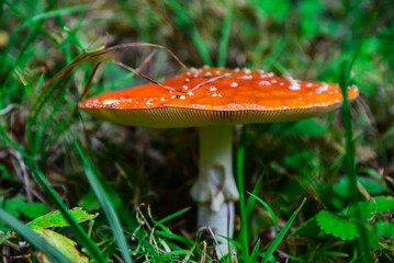 Forest mushrooms poisonous fly agaric summer day botany walk through the forest red mushroom.