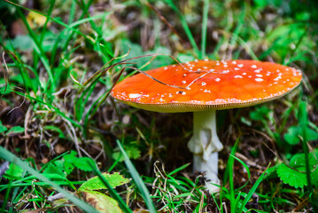 Forest mushrooms poisonous fly agaric summer day botany walk through the forest red mushroom.