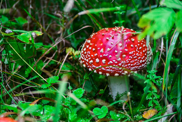 Forest mushrooms poisonous fly agaric summer day botany walk through the forest red mushroom.
