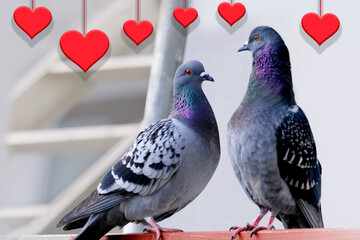red heart model, couple of birds in love, family Feral pigeons, Columba livia domestica, street...