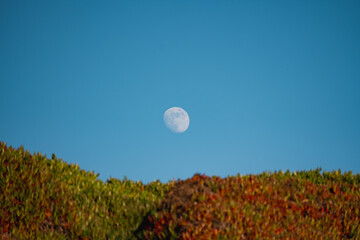 Moon rising above a seaside cliff covered with ice plants 