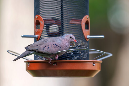 Morning dove at a bird feeder in the southern states