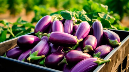 close up of a tray full of delicious freshly picked farm fresh eggplants, organic product. view from above. AI generate - 699211402