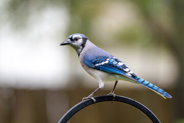 Blue Jay is a common, intelligent, and noisy bird. Purchased in the backyard near bird feeder. 