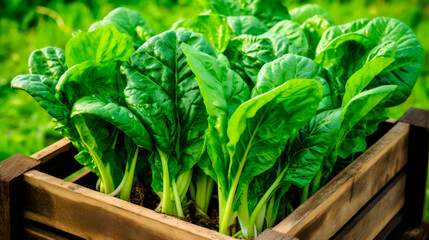 close up of a tray full of delicious freshly picked farm fresh spinach, organic product. view from above. AI generate - 699211438