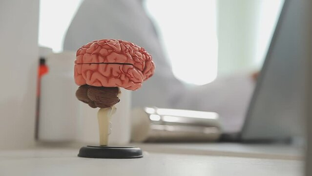 .Human head anatomical model on doctor's table over background neurologist analyzing results of MRI scan of patient brain at medical clinic. Diseases of brain, nerves and nervous system