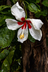 white hibiscus flower blooming in Sri Lanka