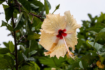Hibiscus flower or chinese rose with a peach color with raindrops on it after a rainshower in Sri Lanka