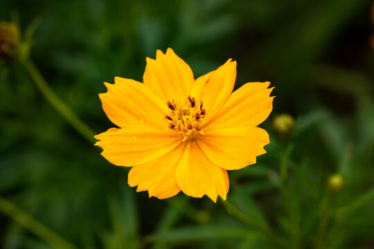 Macro photo of Cosmos sulphureus is also known as sulfur cosmos and yellow cosmos growing in the wild in Sri Lanka