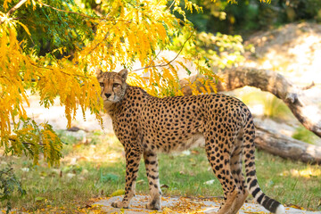 Close-up of cheetah Acinonyx jubatus