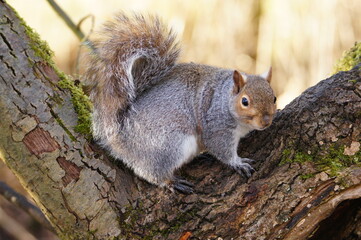 Naklejka na ściany i meble Grey Squirrel (Sciurus carolinensis), RSPB Leighton Moss is a nature reserve in Lancashire, England, UK 