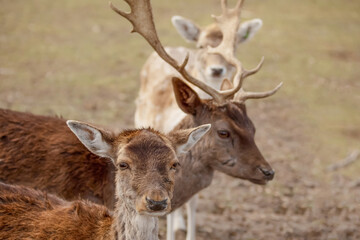 Fototapeta premium male roe deer in a reedbed