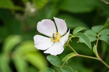 close-up of a beautiful pink dog rose (Rosa canina) flower