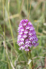 close-up of a a beautiful pink pyramid orchid growing in chalklands, Wilts UK