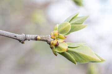 Green tree buds in spring