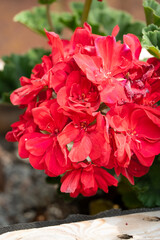 detailed close-up of red geranium flowers