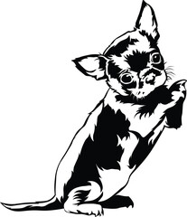 Cartoon Black and White Isolated Illustration Vector Of A Pet Chihuahua Puppy Dog Standing Up