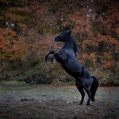 Kary (czarny) wspinający się koń hiszpański - obrazy, fototapety, plakaty