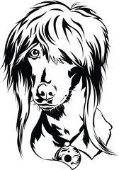 Cartoon Black and White Isolated Illustration Vector Of A Pet Afghan Hound Puppy Dogs Face and Head