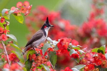 Red-whiskered bulbul on red flower. red-whiskered bulbul, or crested bulbul, is a passerine bird native to Asia. this photo was taken from Bangladesh.
