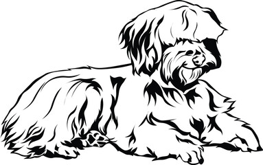 Cartoon Black and White Isolated Illustration Vector Of A Pet Havanese Puppy Dog Laying Down